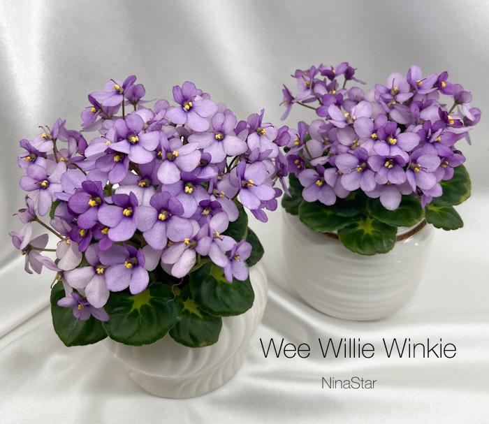 Wee Willie Winkie