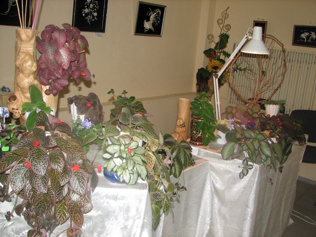 IMG_6245.jpg m.jpg