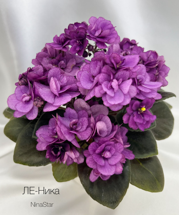 ЛЕ-Ника