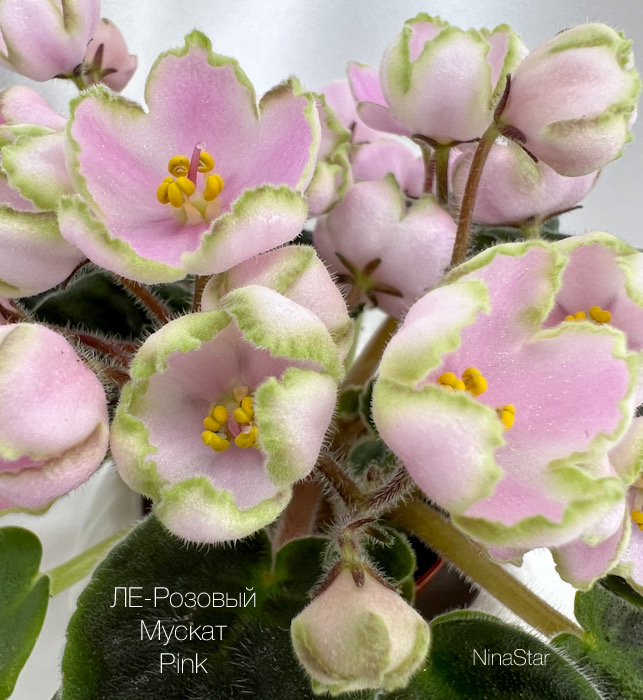 ЛЕ-Розовый Мускат pink