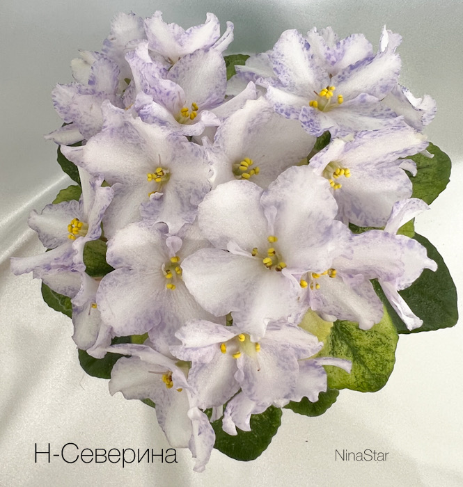 Н-Северина