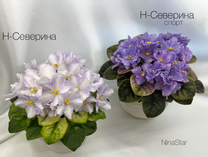 Н-Северина спорт