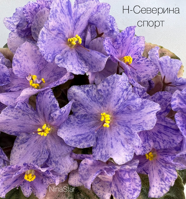 Н-Северина спорт