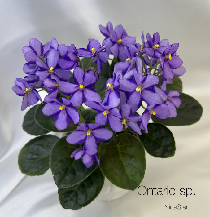 Ontario sp.