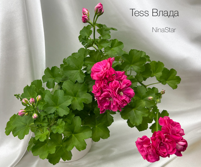 Tess Влада