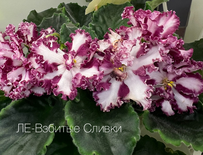 ЛЕ-Взбитые Сливки от Маргариты Тюриной