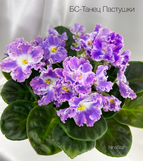 БС-Танец Пастушки