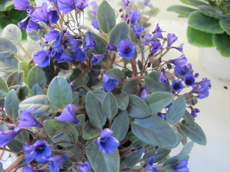 Valarta Campanas Moradas (кол.Плессер).JPG