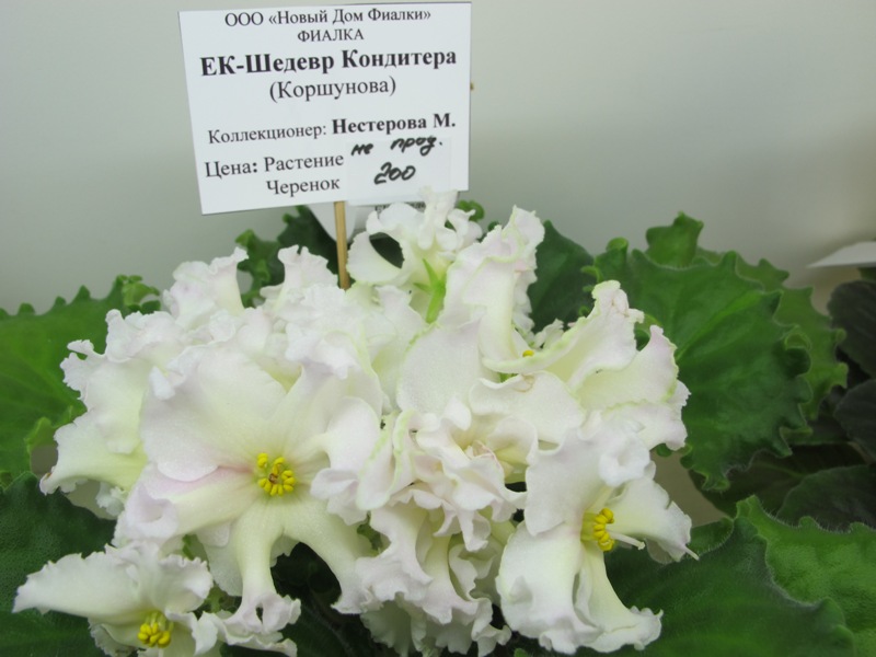 ЕК-Шедевр Кондитела (кол.Нестерова).JPG