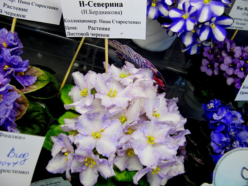 Н-СЕВЕРИНА (кол.Старостенко).JPG