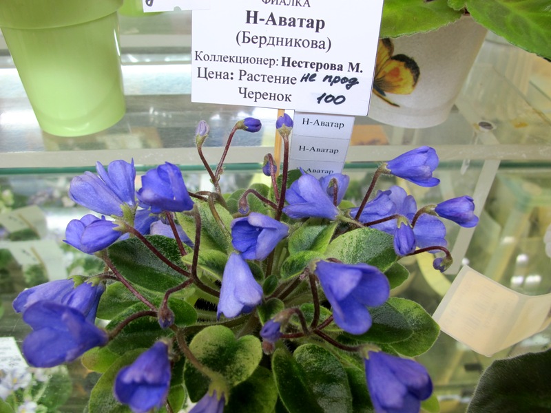 Н-Аватар (кол.Нестерова).JPG