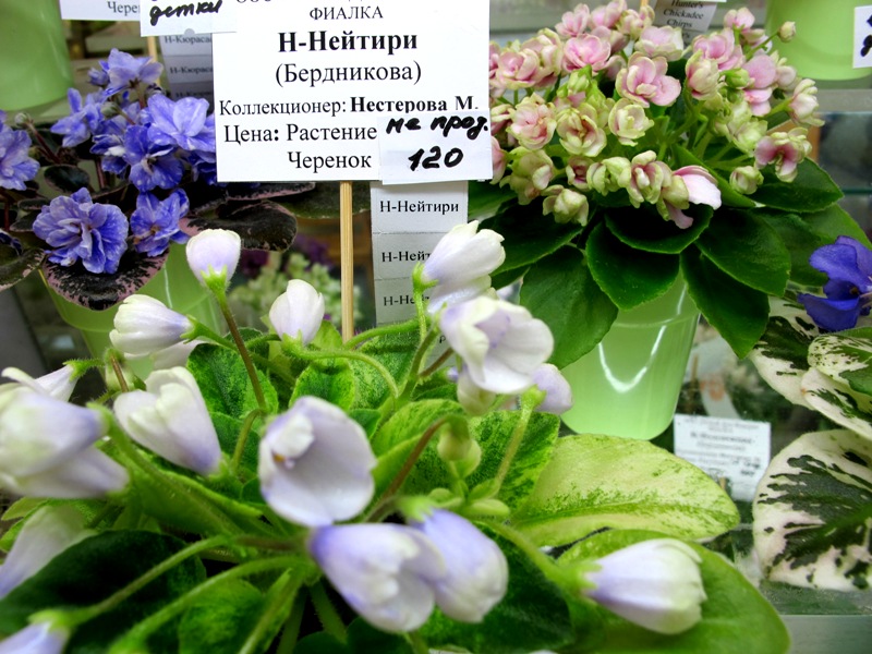 Н-Нейтири (кол.Нестерова).JPG