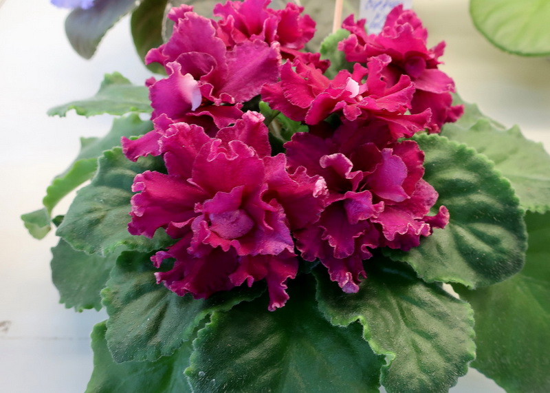 Карпова  KZ-Храброе Сердце.JPG