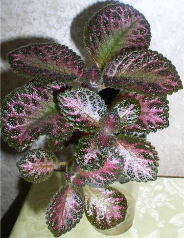Pink-Akajou3.jpg