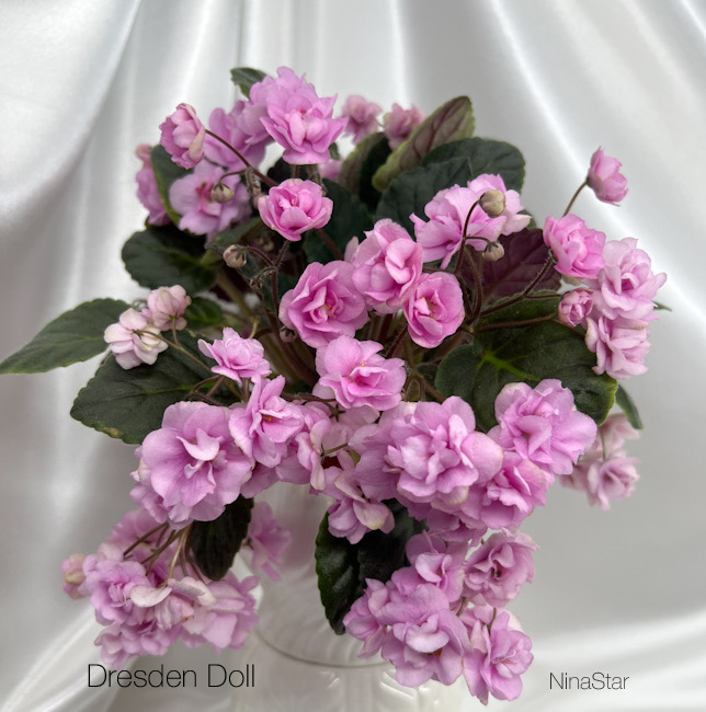Dresden Doll