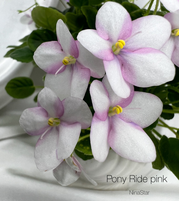 Pony Ride pink