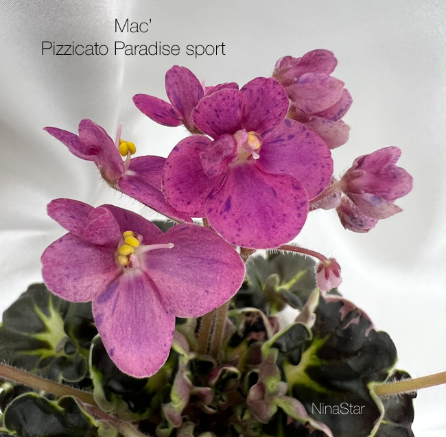 Mac’s Pizzicato Paradise sport