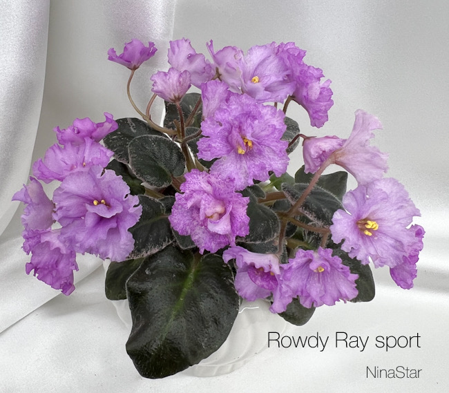 Rowdy Ray sport