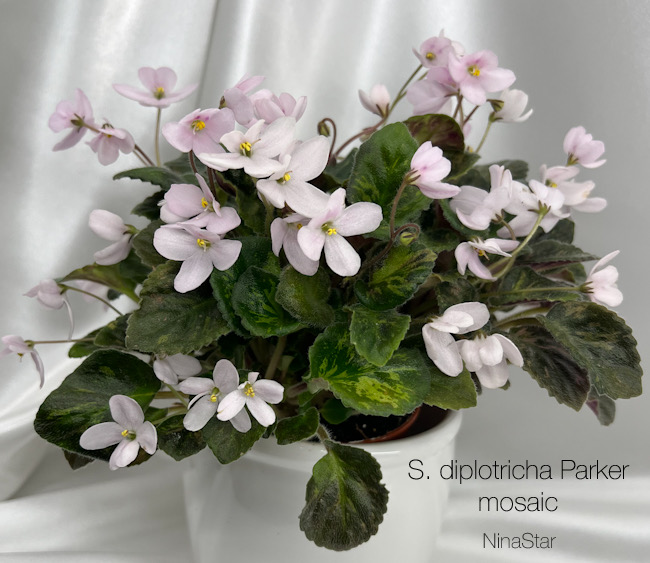 S. diplotricha Parker mosaic