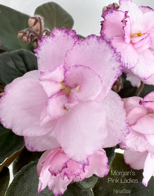 Morgan’s Pink Ladies