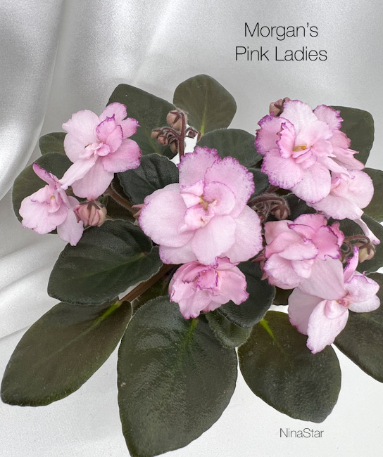 Morgan’s Pink Ladies