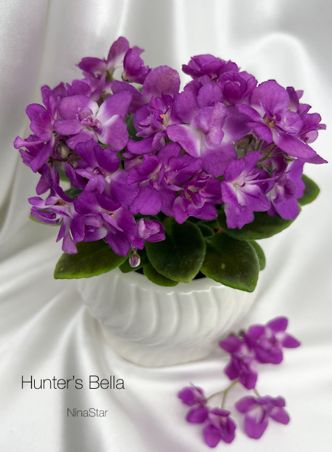 Hunter’s Bella