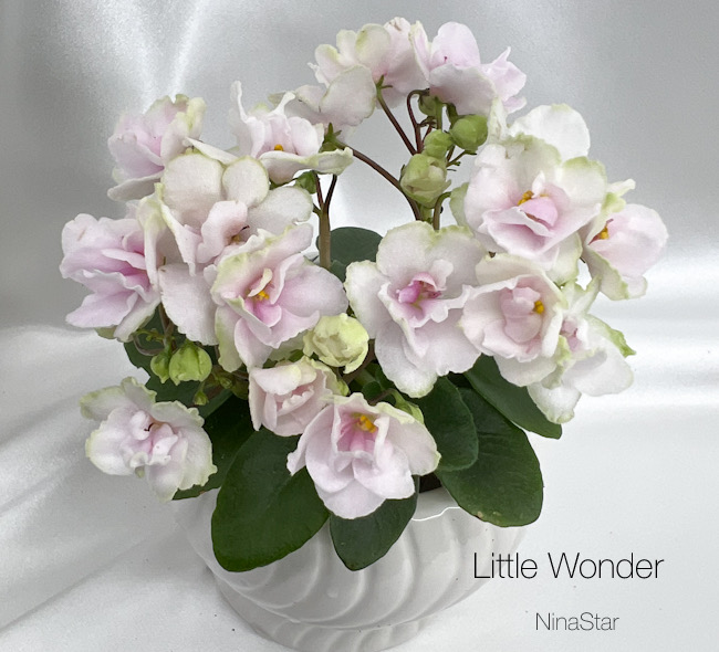 Little Wonder