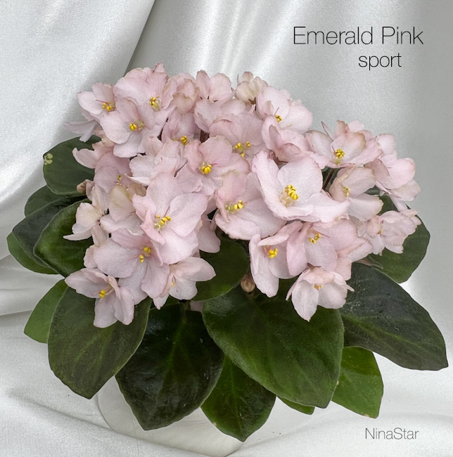 Emerald Pink sport