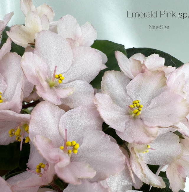 Emerald Pink sport