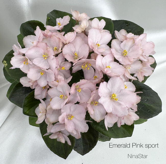 Emerald Pink sport