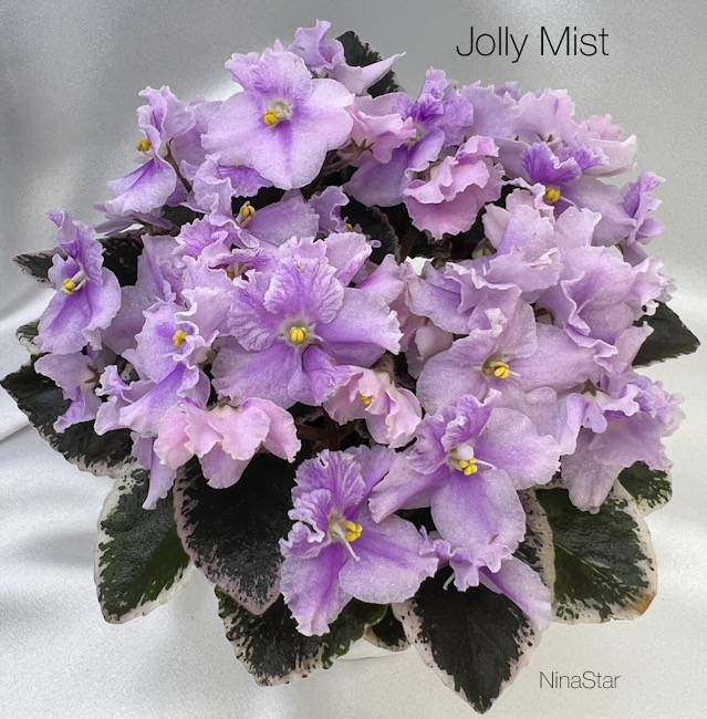 Jolly Mist
