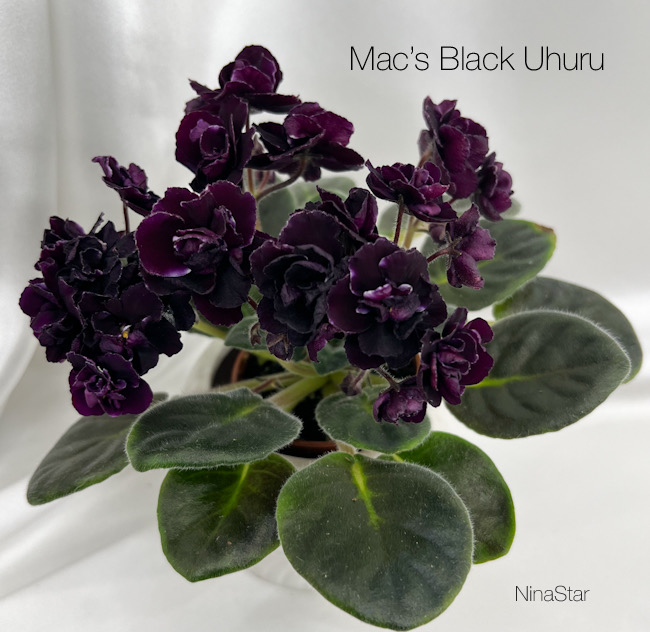 Mac’s Black Uhuru