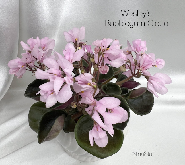 Wesley’s Bubblegum Cloud
