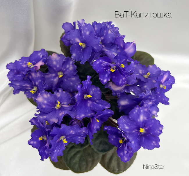 ВаТ-Капитошка