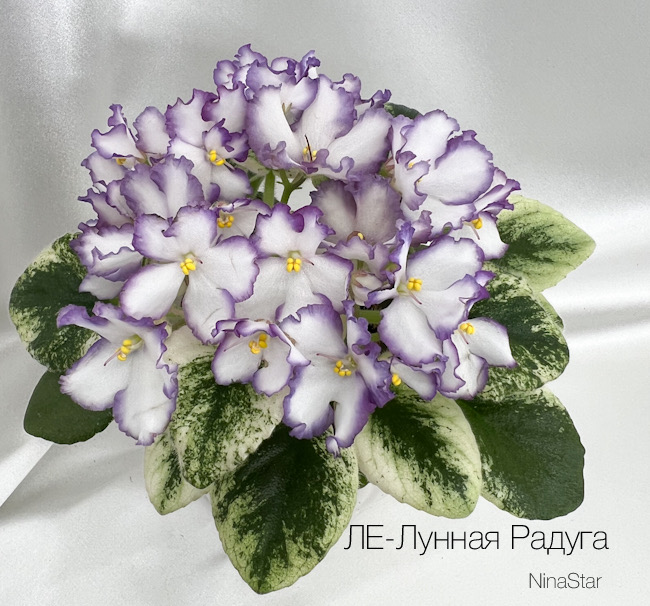 ЛЕ-Лунная Радуга