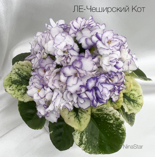ЛЕ-Чеширский Кот