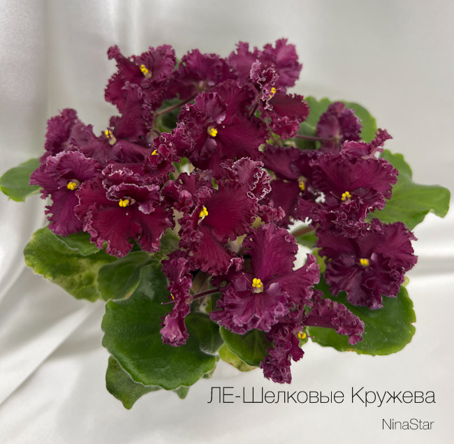 ЛЕ-Шелковые Кружева