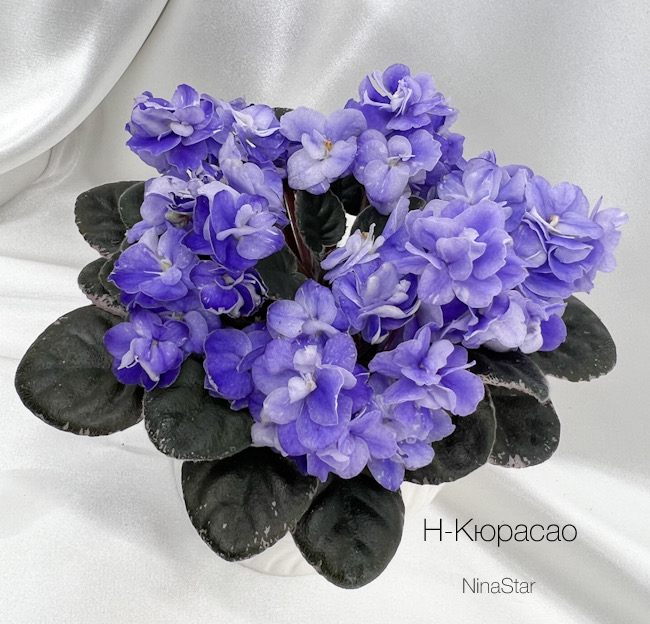 Н-Кюрасао