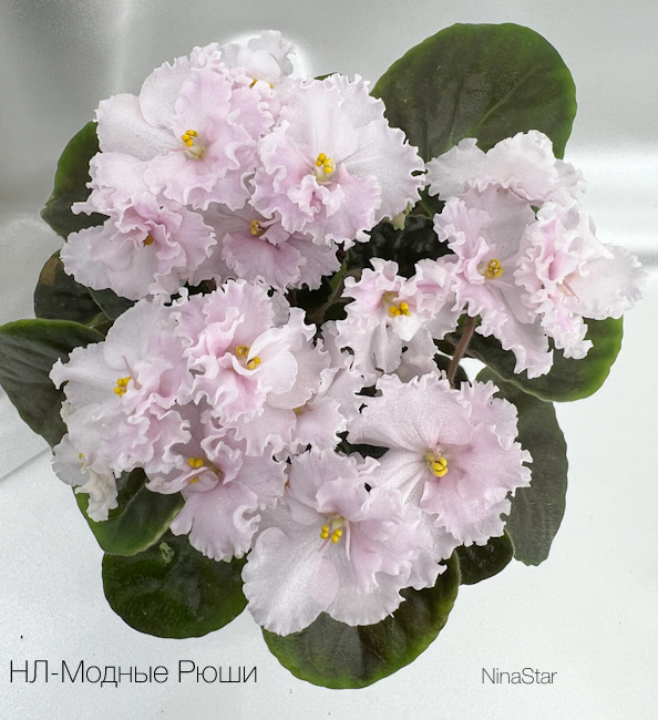НЛ-Модные Рюши