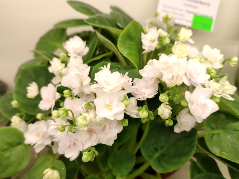Галицкая White Strawberry трейлер.jpg
