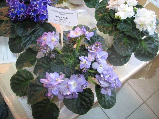 IMG_6092.jpg m.jpg