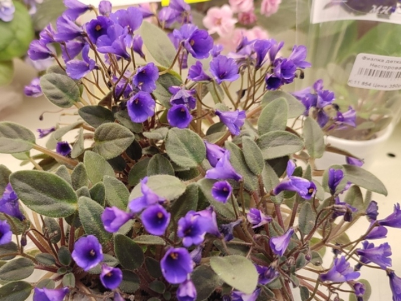 Плессер vallarta Campanas Moradas трейлер.jpg