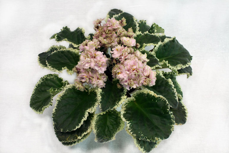 2 место Ma's Corsage (Robinson) коллекционер М.Шевич