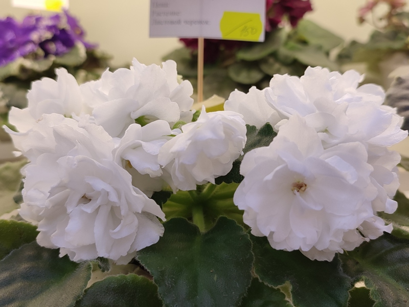 Тюрина ЛиК-Белая Колыбель.jpg