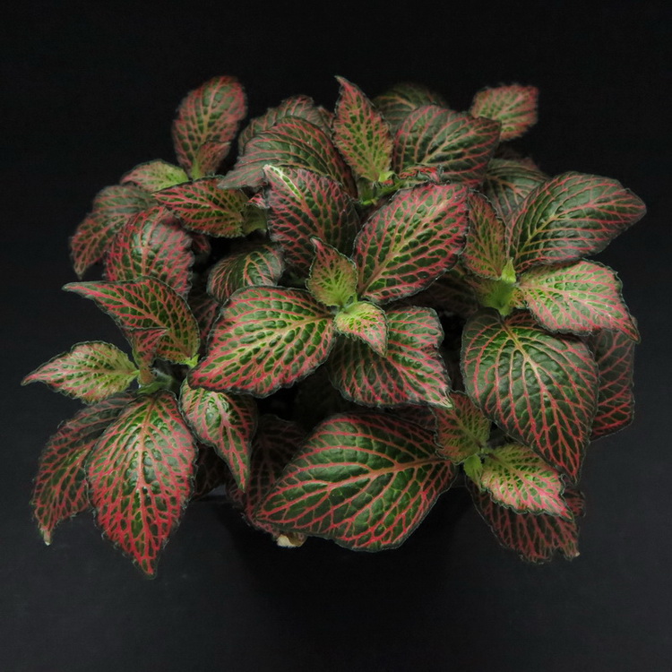 Fittonia Tiger.jpg