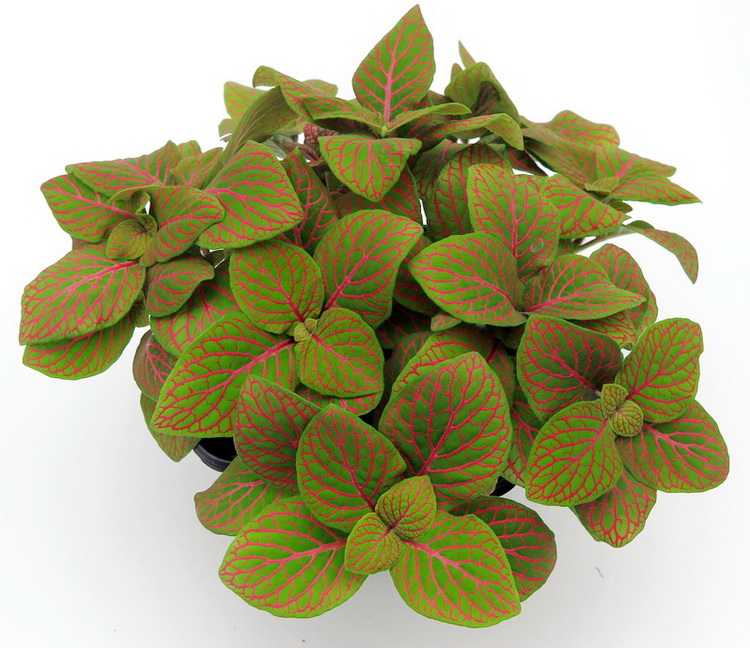 Fittonia Skeleton.jpg