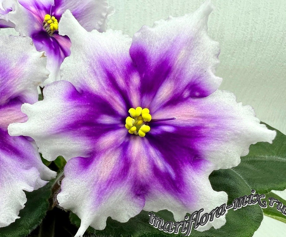 IMG_1632 МТ-Свет Кометы.jpg
