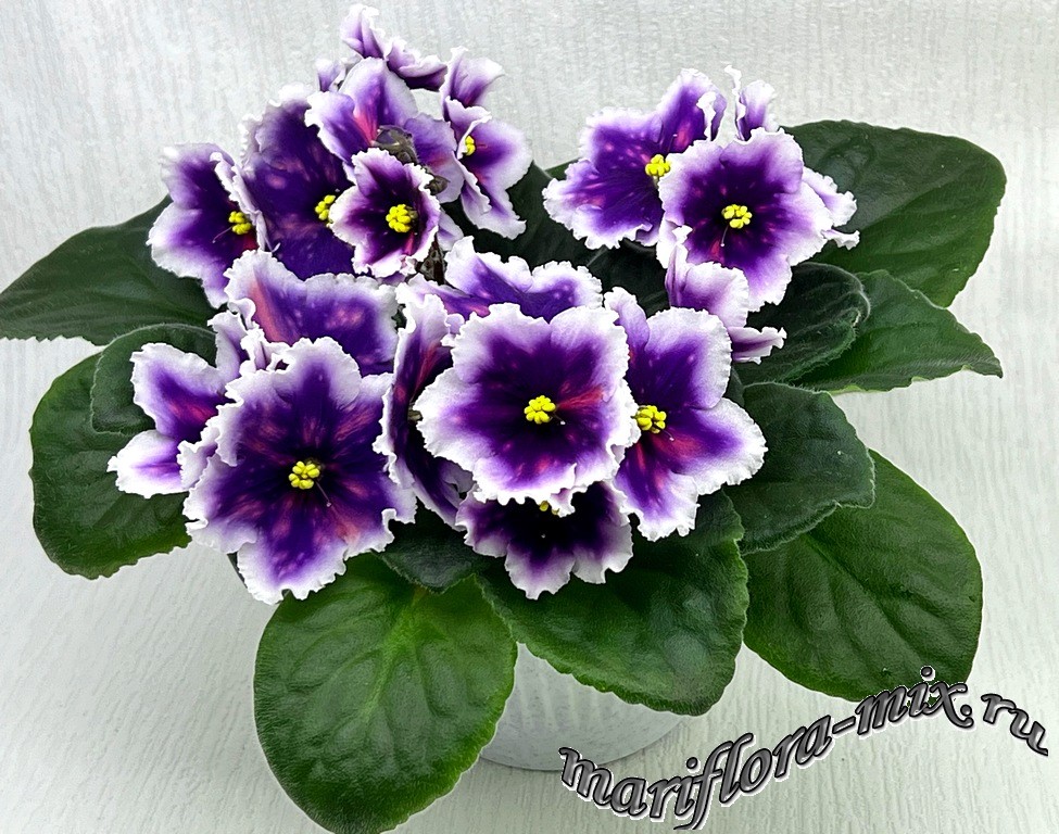 IMG_1648 МТ-Магия Звезд.jpg