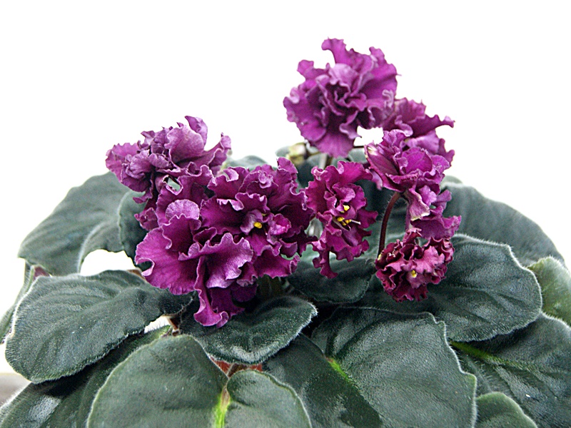 Буян (Макуни).JPG