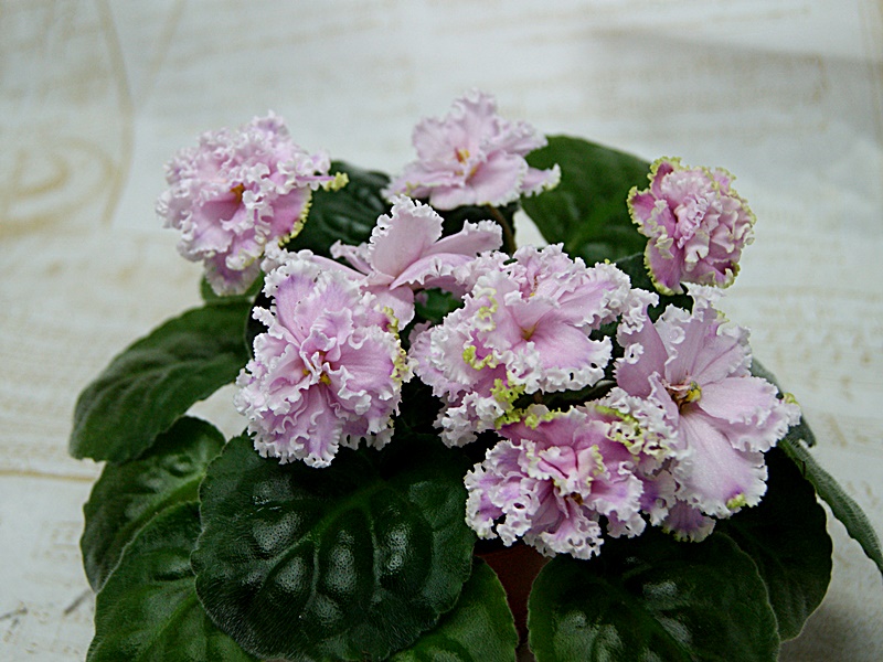 Зима Улыбается (Макуни).JPG